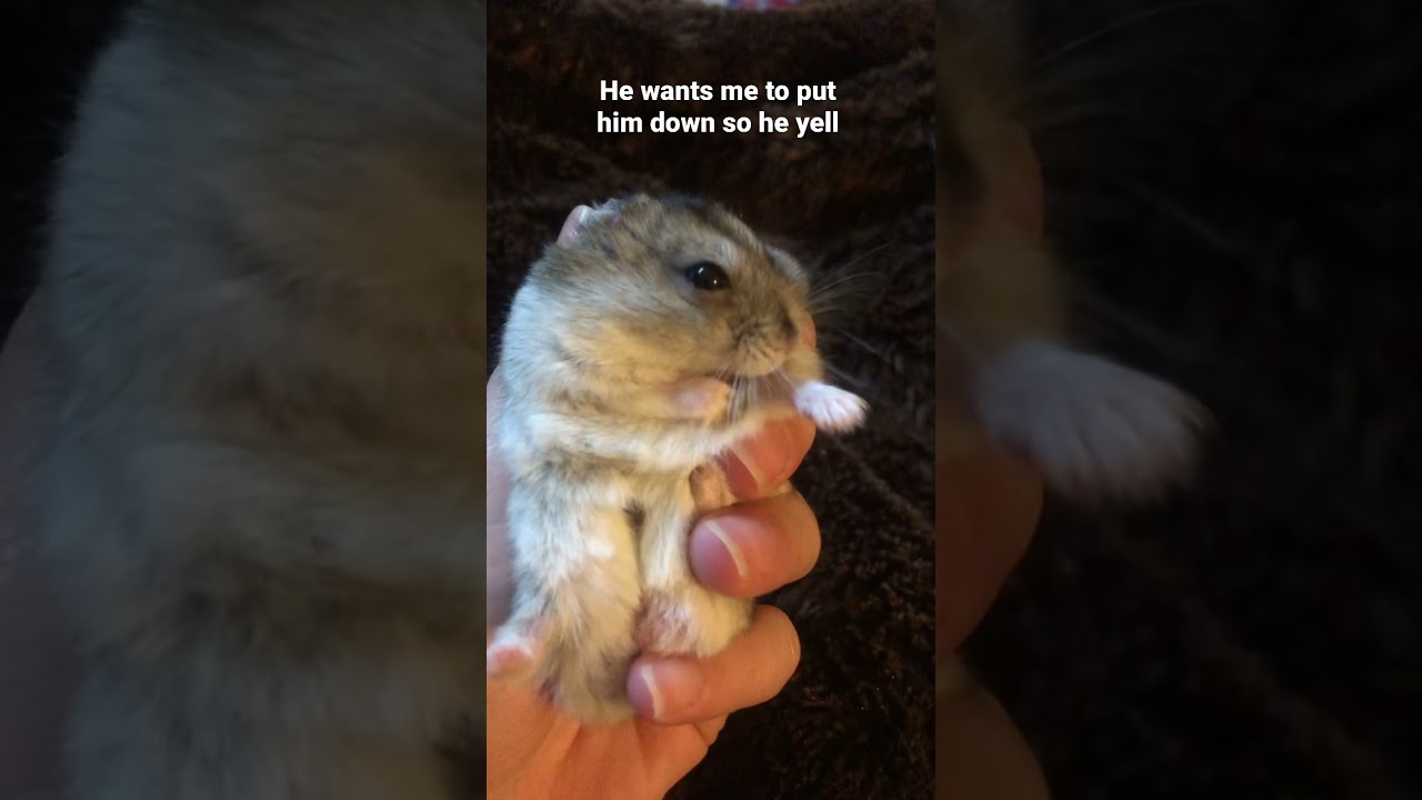 Ferocious Hamster Screams in Anger