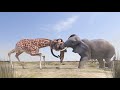 Elephant Vs Giraffe Water Fight