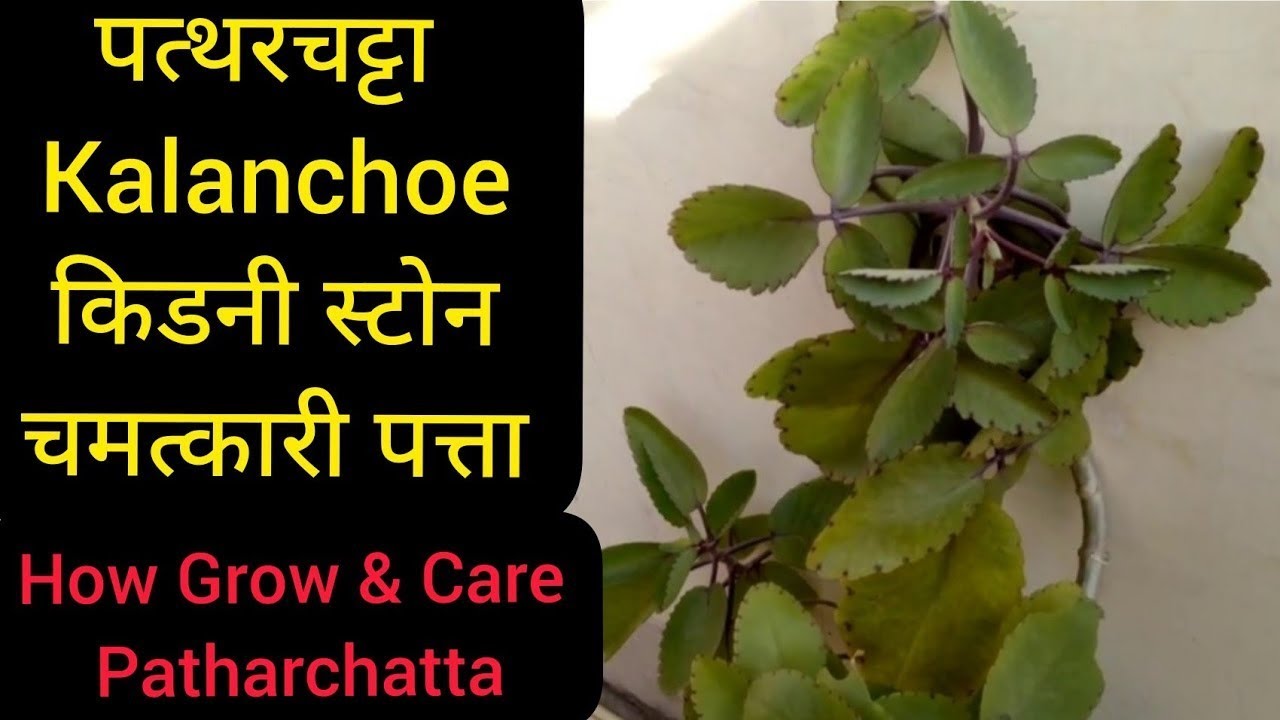 Bryophyllum Medicinal Plant CareTips! पत्थरचट्टा पौधे की देखभाल कैसे ...