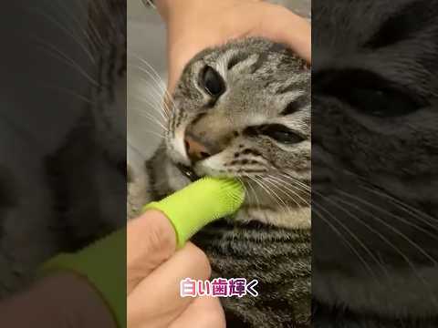 【狆とミニチュアダックスのMIX犬＆保護猫】歯磨きを頑張る日々ハイライト