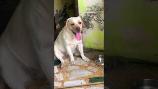 Download Lagu #music #song #newsong #cover #viral #video #viral #shorts MP3