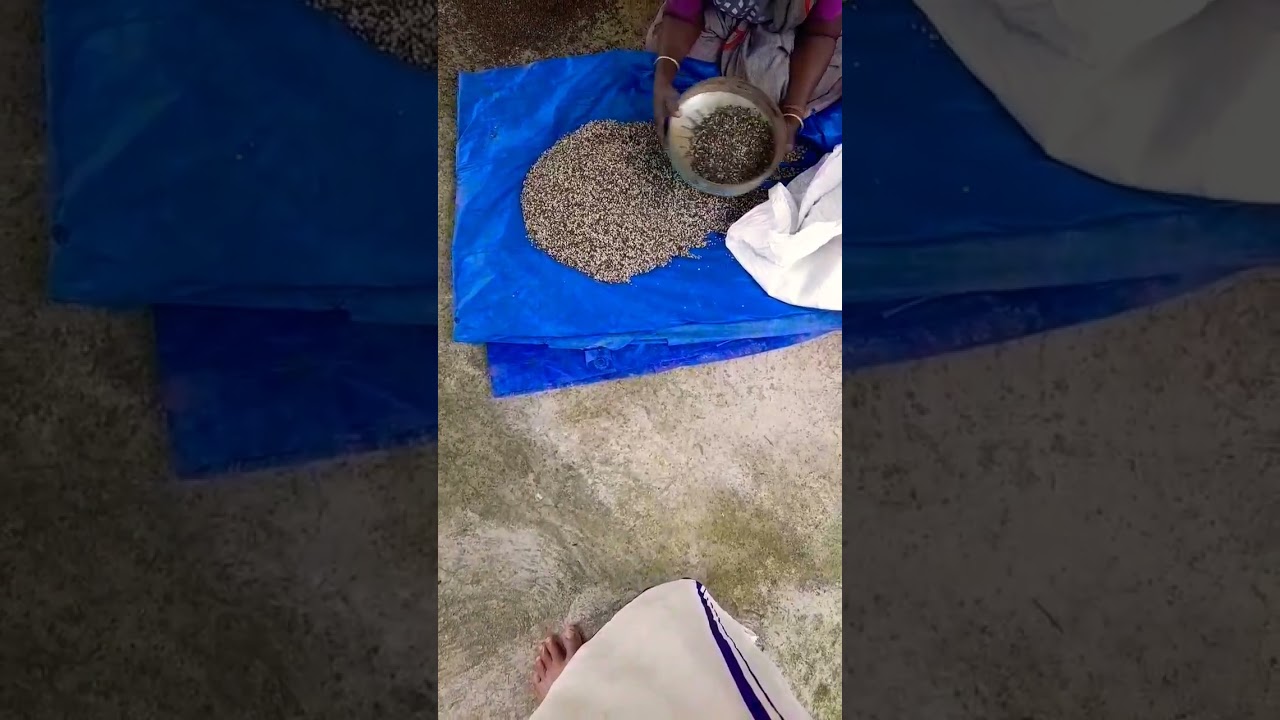 Manual cleaning and sorting process of urad dal 