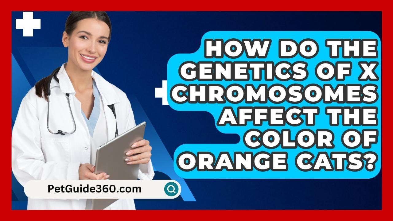 How Do the Genetics of X Chromosomes Affect the Color of Orange Cats? - PetGuide360.com