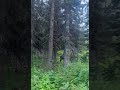 Moose near Morningstar Lake, on a StMary to Two Medicine backpack. #glaciernationalpark