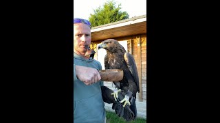 BOWL Feeding [SAKO] #eagle #eaglehunters #goldeneagle