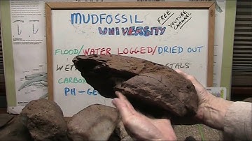 Mudfossil Basics