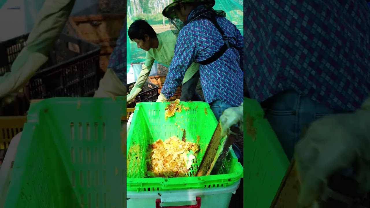 Harvesting Bee pollen in Seconds 🐝🍯 