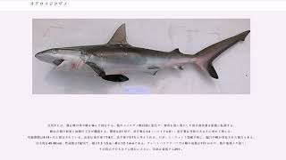 オグロメジロザメ Youtube