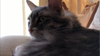 環境変化に順応する猫 ノルウェージャンフォレストキャット Adapt to changes in the environment.Norwegian Forest Cat.