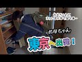 【東京へ出発‼︎】今度はお母ちゃんが遊ぶ番！留守番の男二人生活‥