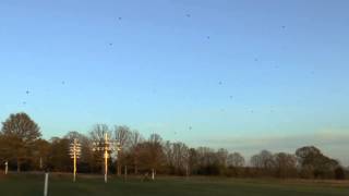 Purple Martins in Missouri