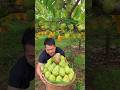 Delicious custard apple harvesting from Farm | Amazing sweet fruits farming #fruit #harvest