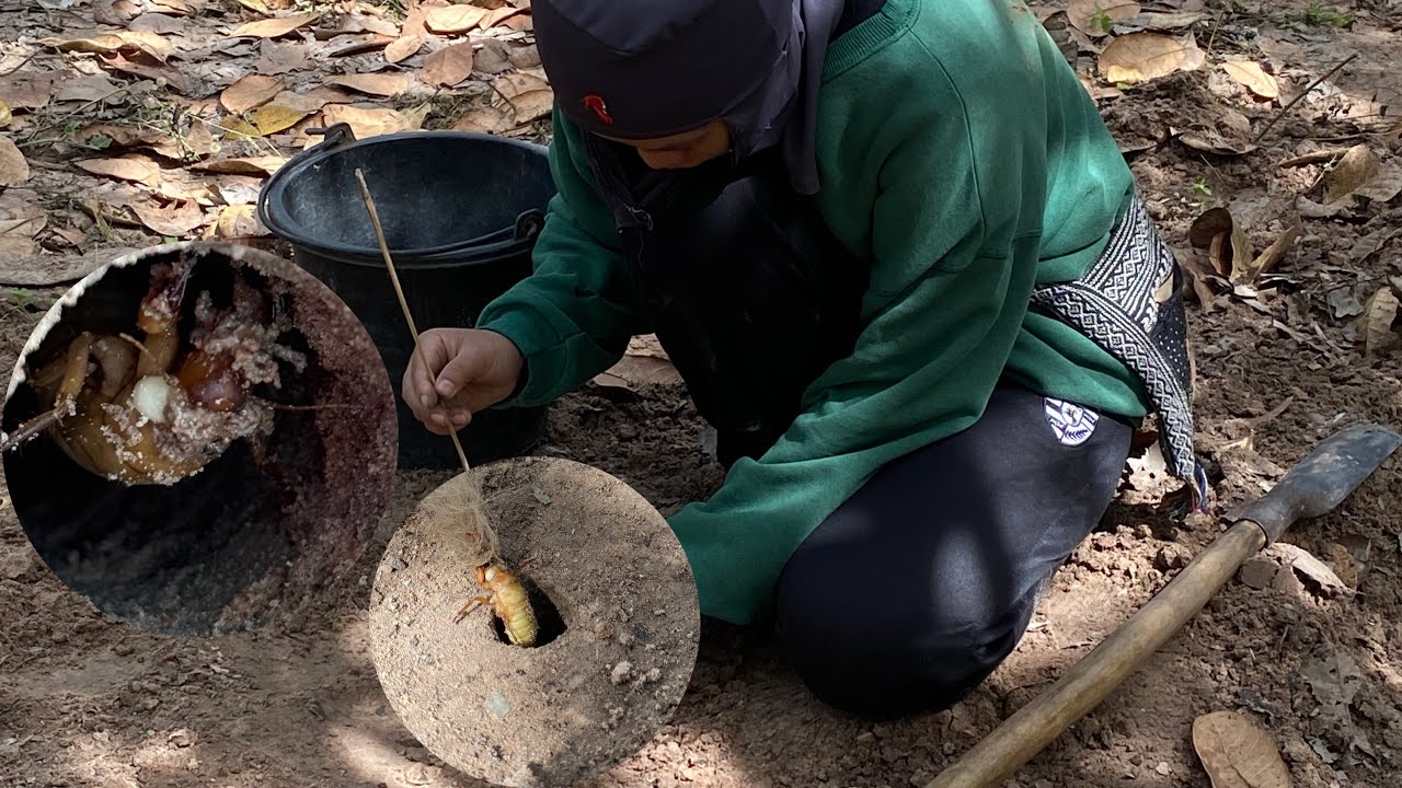 ครั้งแรก!!กับการหา นางจั๊กจั่น￼ ห่าง่ายกว่าที่คิด ของแพงราคากิโลกรัม1000บาท 9/12/68