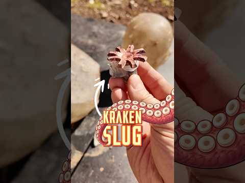 The kraken Slug!