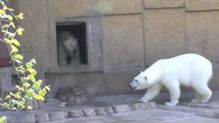 ララとピリカ ドキドキ体験~Polar Bears