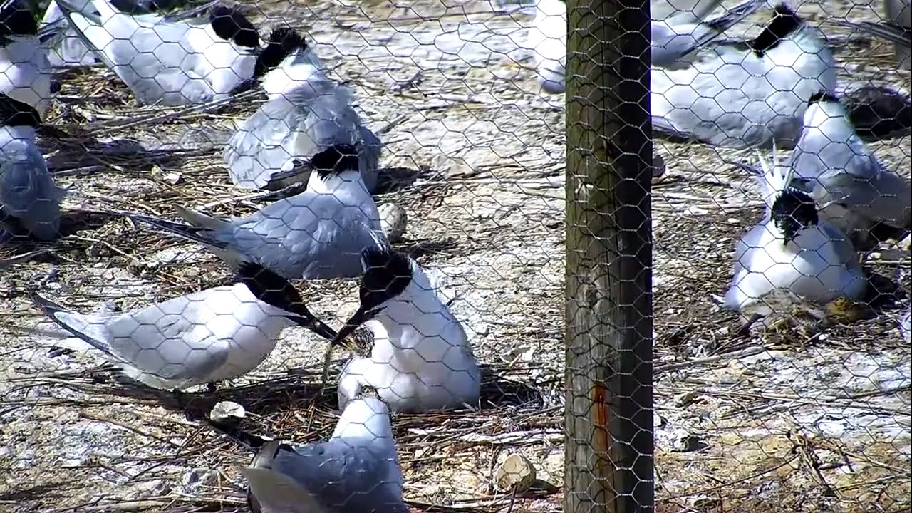 Sandwich Tern feeding young - Brownsea Lagoon - 02/06/19 