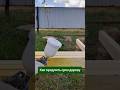 Как продлить срок службы ДЕРЕВЯННЫМ постройкам и вещам? 🌳🔧🛡