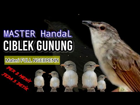 CIGUN GACOR NEMBAK SUPER NGEBREN