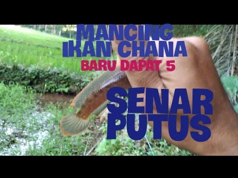 Mancing ikan chana di parit persawahan,dengan umpan cacing sawah 