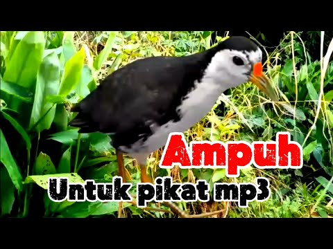 SUARA PIKAT RUAK-RUAK BETINA SUPER AMPUH TERBARU 2026