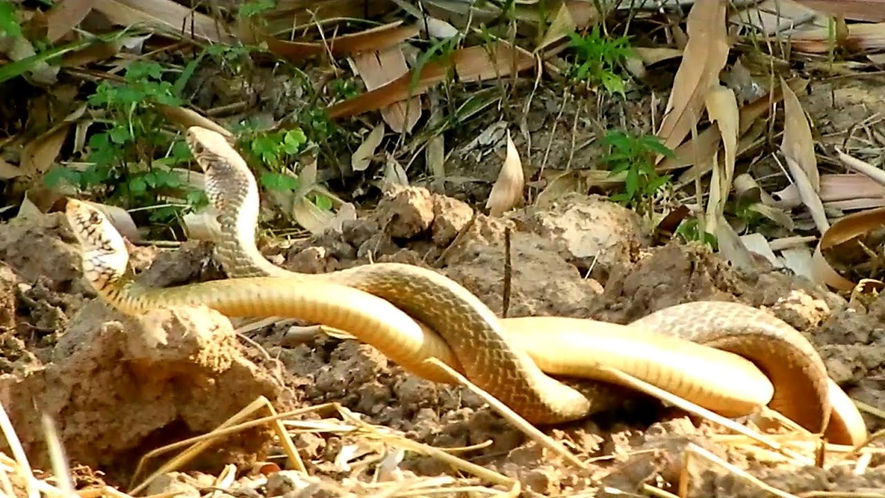 Snakes live dance part 3