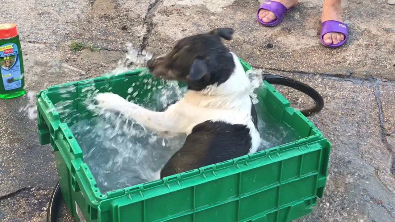 My cute crazy dog named Lucky - YouTube