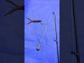 Tips on How to Tie a Fishing Hook and Attach Bait