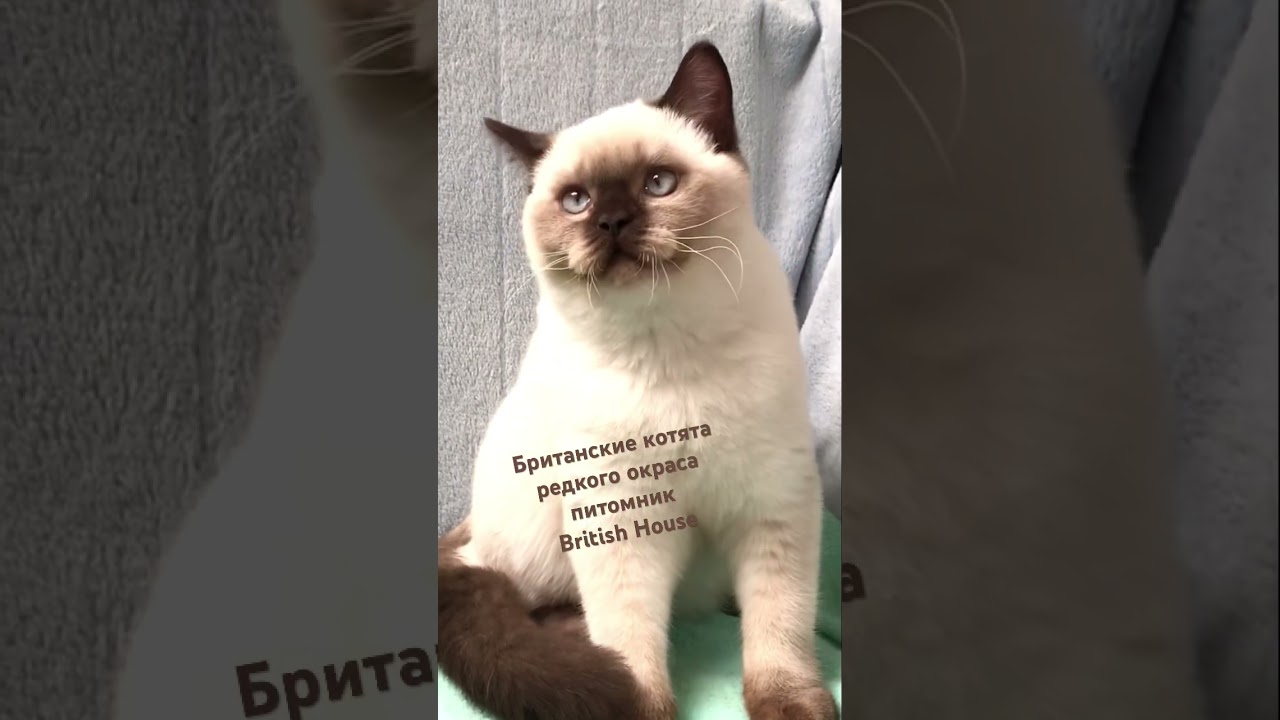 МАСК Британский котенок редкого окраса шоколад поинт в питомнике British House