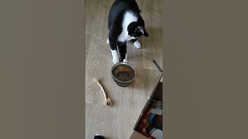 catnip tea, first time ever! #catsaremything #cat #catniptea