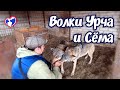 Волчица Урча и волкособ Сёма.Помощь Животным