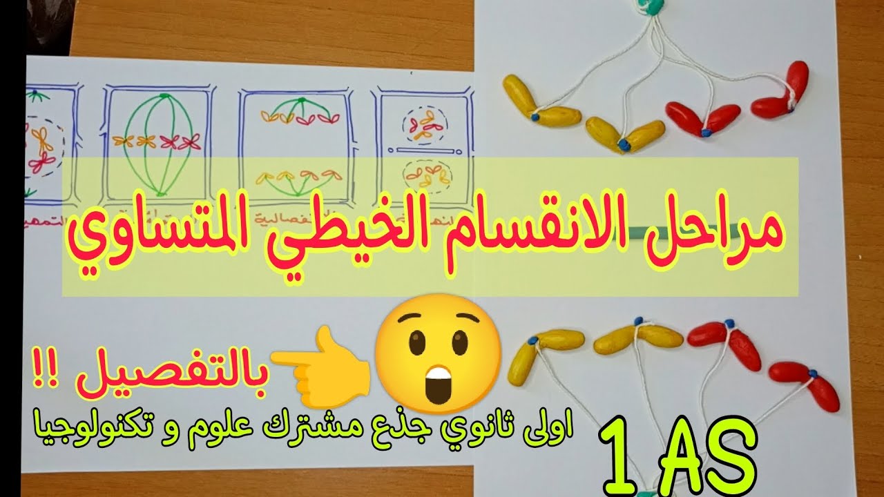 اولى ثانوي ج م ع ت 👈شرح مراحل الانقسام الخيطي المتساوي🔥بالتفصيل🔥|درس اليات النمو و التجديد الخلوي