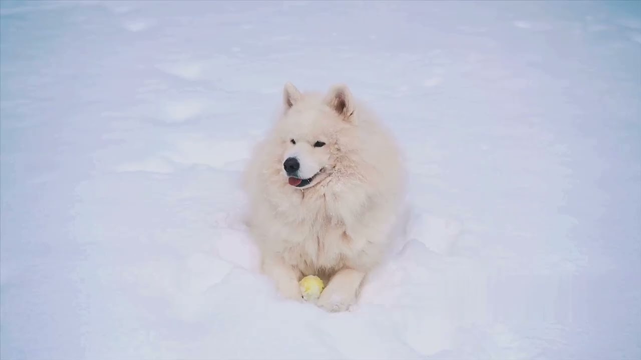 Top 5 Most Beautiful Dogs in the World!