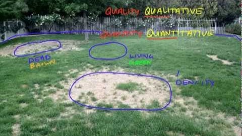 Qualitative vs Quantitative Data