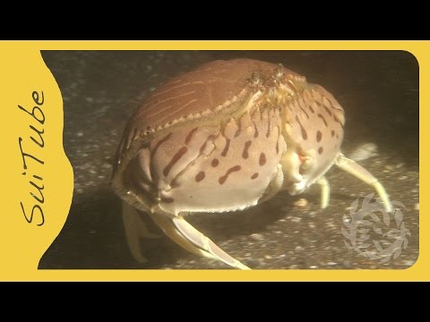 Shame-faced crab Shame-faced crab