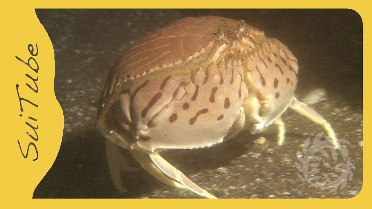 Shamefaced crab YouTube