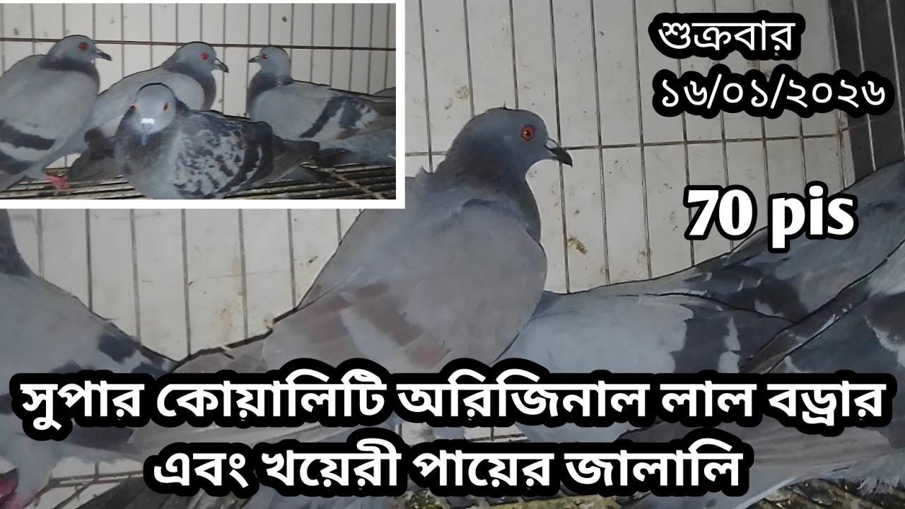 সুপার কোয়ালিটি অরিজিনাল লাল বড্রার বুনো জালালি কবুতর |০১৫৭৬৬১৭২৬৮||
