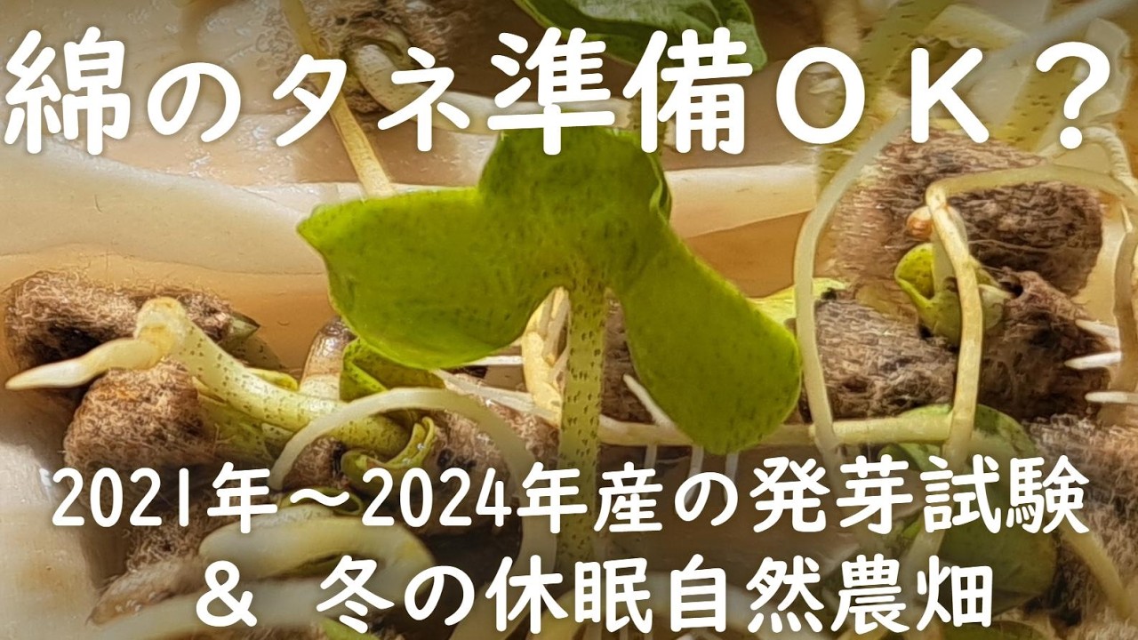 【自然農・綿栽培2026】古い綿のタネの発芽試験と綿畑の冬休み中の様子