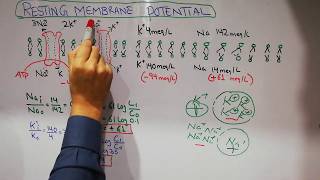 Guyton chapt 5 | Membrane potentials summary | Resting membrane potential | NEET | USMLE |lecture 30