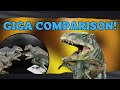 NEW!!!! Giganotosaurus DinoDream review and comparison - Jurassic World Dominion