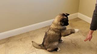 Practicing "Come", "Sit", "Stay", "Shake" & "Lie Down" With American Akita Puppy - Dog Training