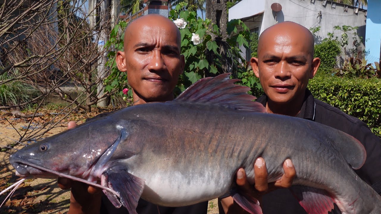 Thưởng Thức Cá Lăng Siêu To - Toàn Đen Sơn Dược Vlog