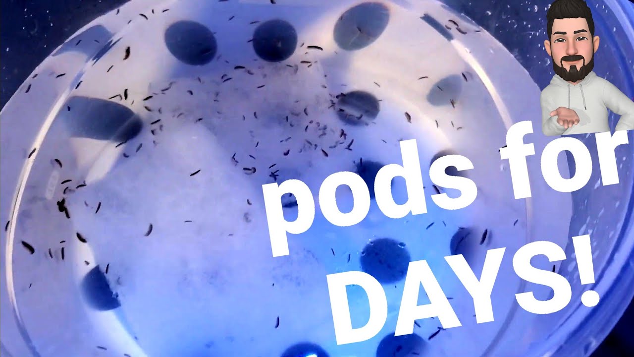 Part 2 - Unedited Update - Copepods and Amphipods Order. It was real! All Alive and Well.