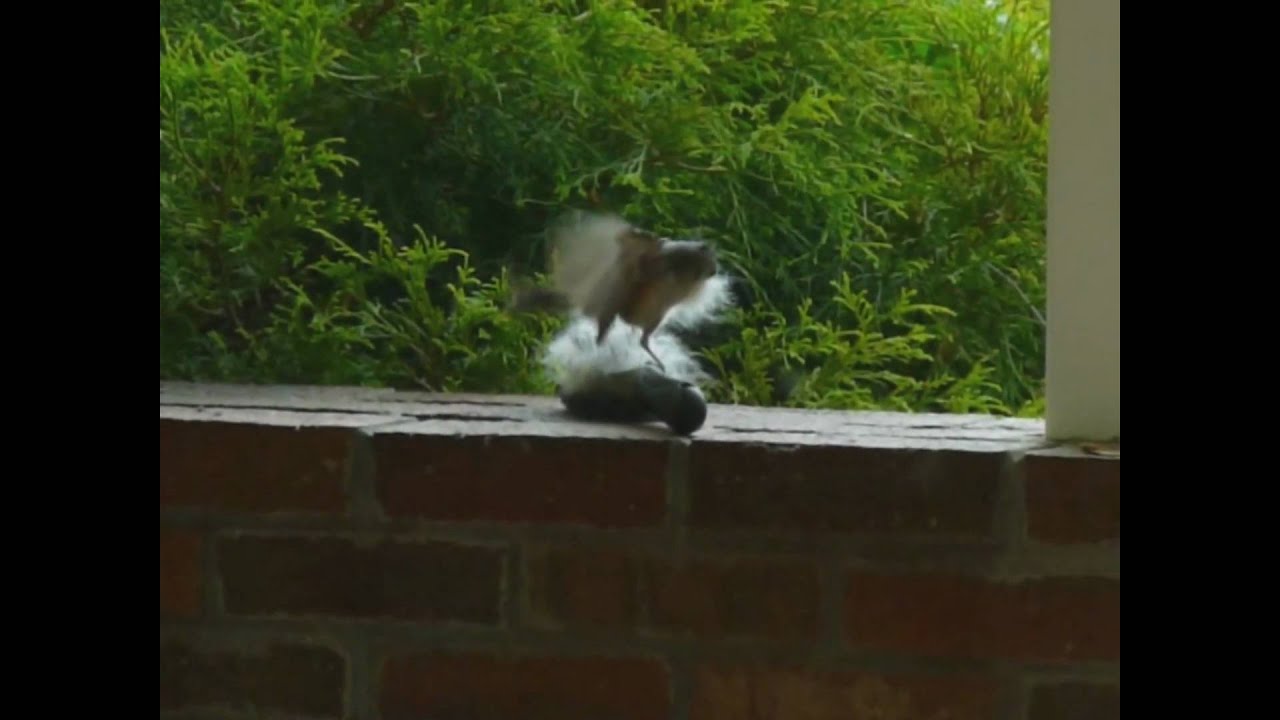 Birds gathering dog hair for nests The star of the movie Winter passed