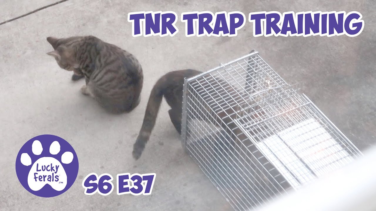 Trapping of feral cats using cage traps - PestSmart