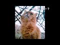 ゆきにゃんのテレパしい