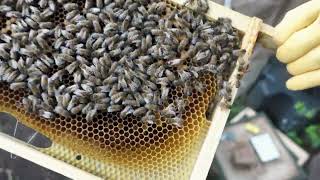 First Inspections of the Year  In The Hive 19.03.24