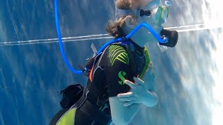 Stepdive Presents I Am Cold Signal