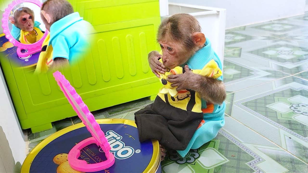 Too Fancy! Monkey SU Chooses Perfect Outfit for Yummy Party!