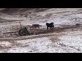 兩只狼VS兩只藏獒 Two wolves VS two Tibetan mastiffs