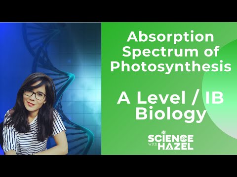 Video: Hoe hou die absorpsiespektrum verband met fotosintese?